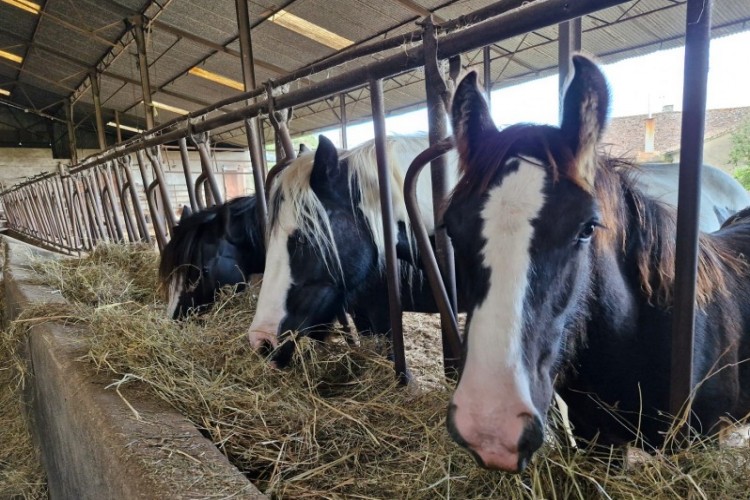 Property For Sale: Vienna, Vienne, France 