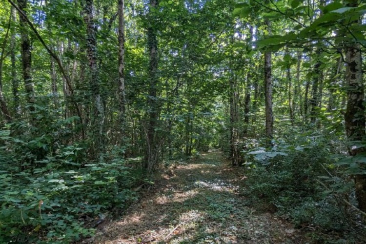 Property For Sale: vienne, Vienne, France 