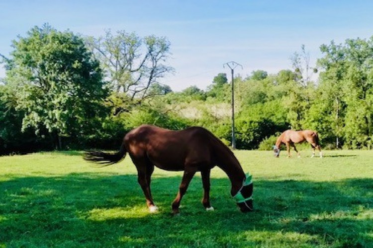 Property For Sale: Archigny, Vienne, France 